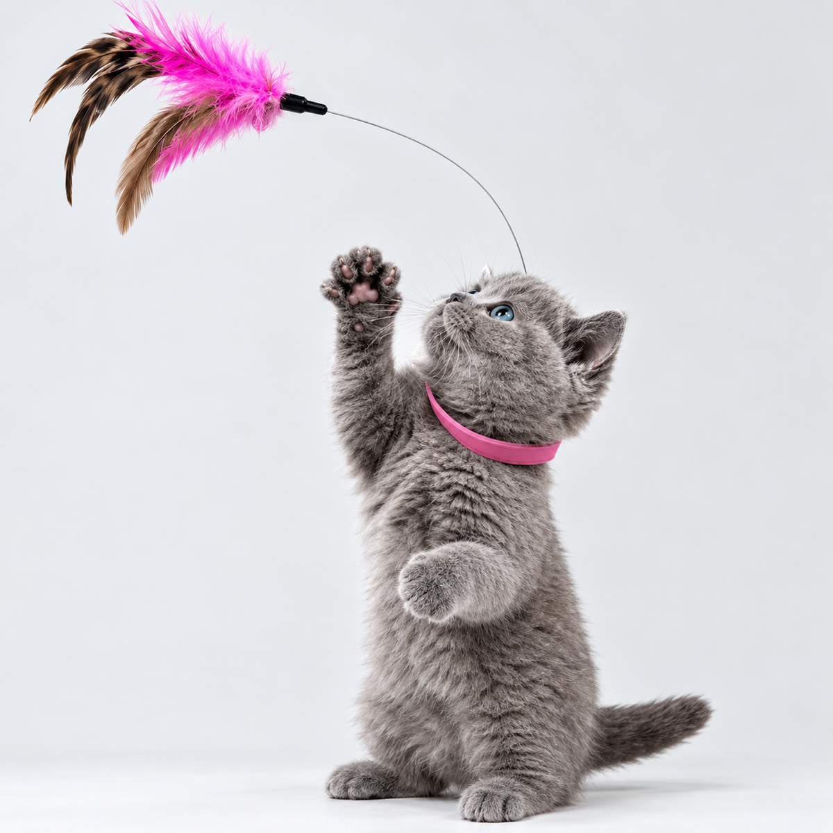 Collar Feather Cat Toy